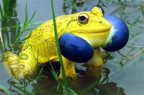 Descubre las ranas y sapos mÃ¡s raros del mundo | Amazing frog, Frog, Amphibians