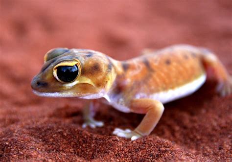 Nephrurus laevissimus (smooth knob-tailed gecko) - a photo on Flickriver