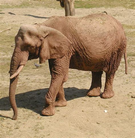 Do Female Elephants Have Tusks? - A-Z Animals