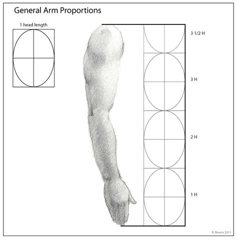 Paint Draw Paint, Learn to Draw: Drawing Basics: Proportions of the Arm