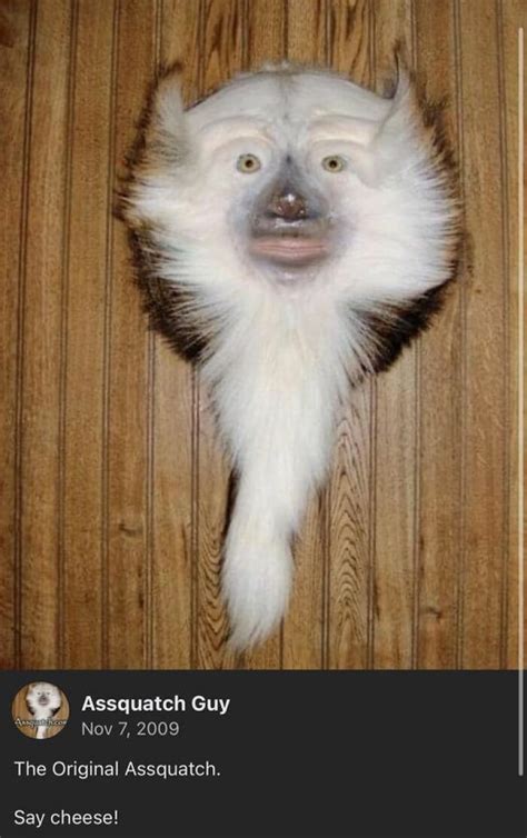 “Bad Taxidermy”: 35 Examples Of Taxidermy That’s So Horrific It’s Funny | Bored Panda