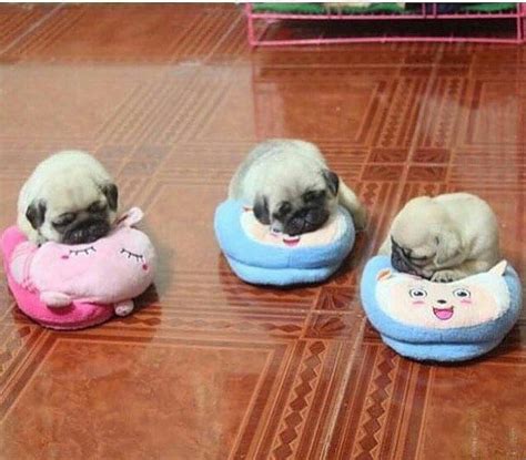 Pictures Of Cute Baby Pugs