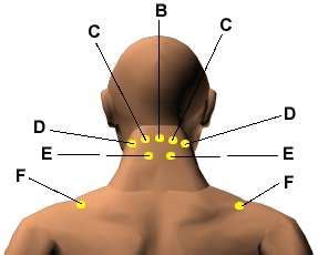 Acupressure Points for Relieving Neck Tension - HerbalShop ...