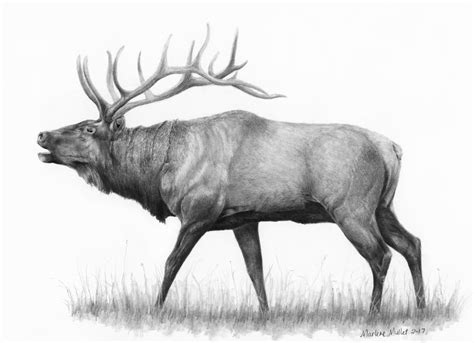 Elk Art Print, Wildlife Art Print, Gift for Outdoorsman, Animal Print Elk, Gift for Hunter, Gift ...