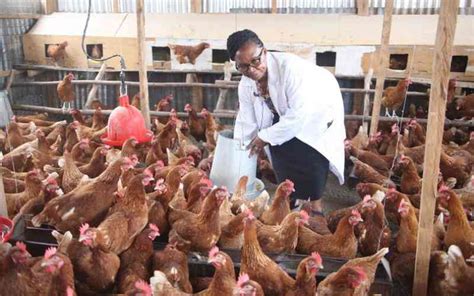 Locals earn big from poultry co-operatives - FarmKenya Initiative