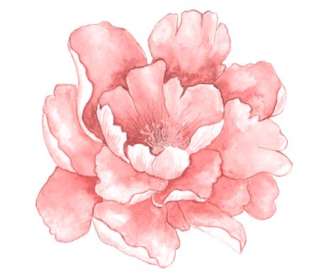Download Transparent Pink Watercolor Flower Png Vecto - vrogue.co