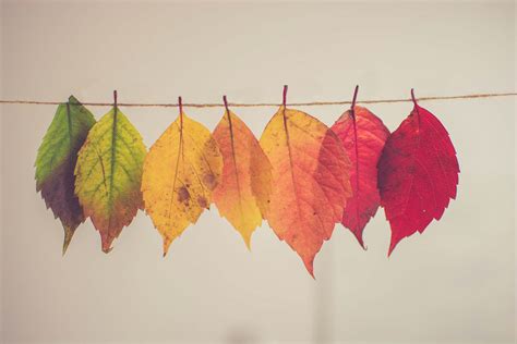 Download Autumn Foliage Wallpaper | Wallpapers.com