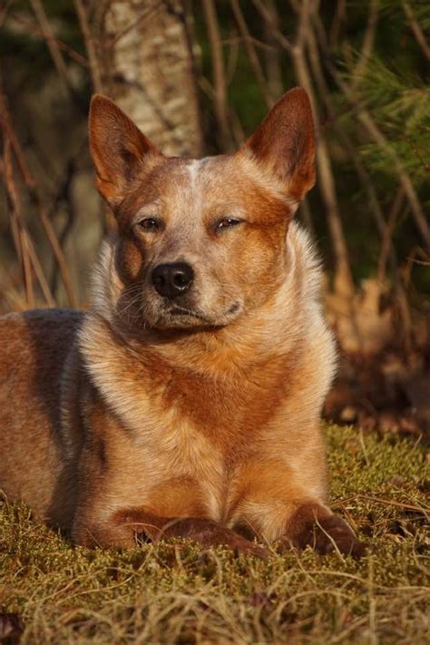 Gray Heeler Dog - Photos All Recommendation