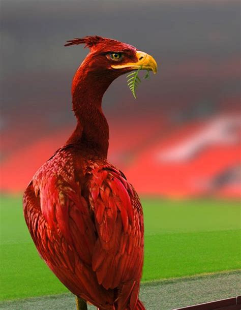 The Real Liverbird Pt.2 - Anfield on Behance | Liverpool fc wallpaper ...