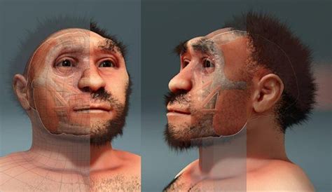 Homo erectus: qué es, origen, características, alimentación, cráneo