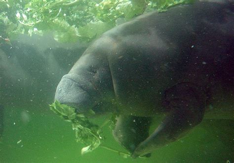 West Indian Manatee Facts, Habitat, Diet, Adaptations, Pictures