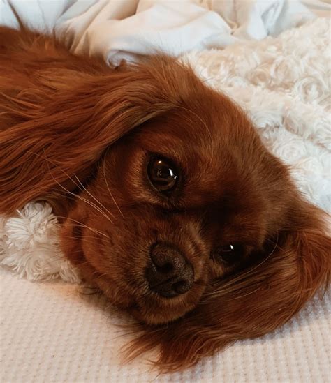 Ruby Cavalier Cavalier King Charles spaniel Pet Care Dogs, Pet Dogs Puppies, Spaniel Puppies ...