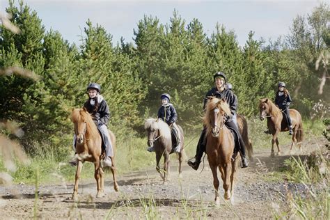 Viking Horses Riding Club | Private Lessons | Reykjavik Iceland