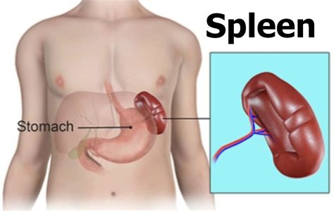 Spleen - Location & Function - Symptoms of Enlarged & Ruptured Spleen