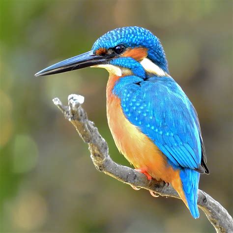 Kingfisher | Forth Rivers Trust