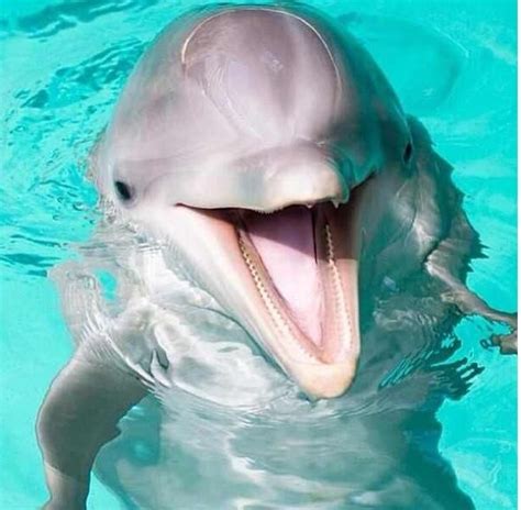 11 Interesting Facts about Dolphins | Animals Zone