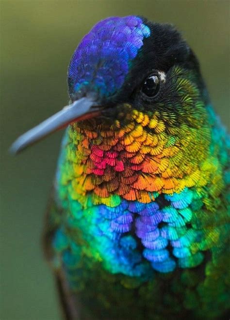 Pin on Artes Arq. George Kourany Skinner-Panama | Most beautiful birds ...