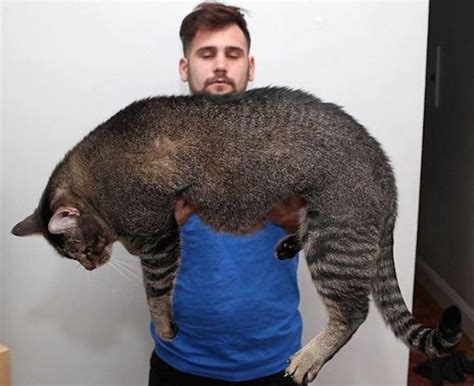 These 20 Enormous Cats Still Think They Are Little Kittens