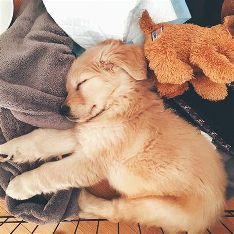 sleeping golden retriever puppies - Cute Puppies Photo (41373611) - Fanpop