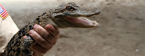 Florida Airboat Rides at Gator Park - Everglades Airboat Tours, Everglades National Park Florida ...