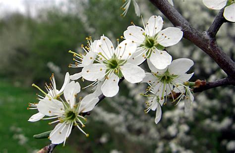 Blackthorn tree - Health Benefits - Healthyliving from Nature - Buy Online