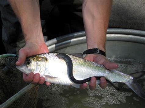 Arctic Lamprey Facts, Distribution, Diet, Predators, Pictures