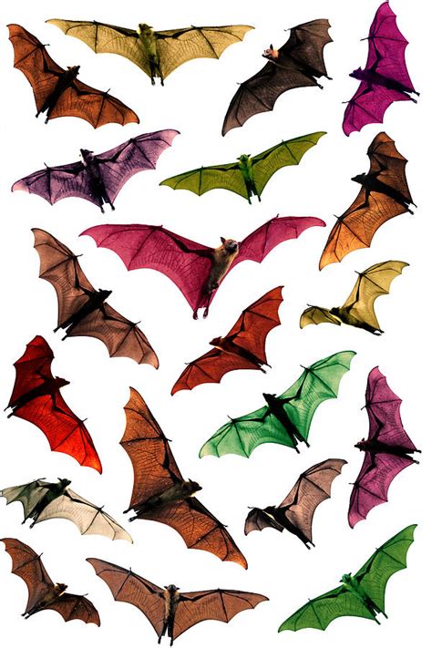 image therapy : Fantasy flying fox fruit bats in sky“ by Paul...