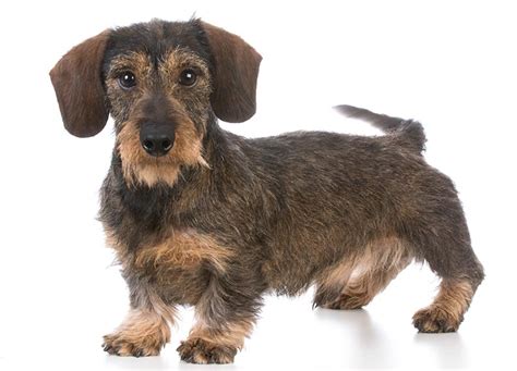 Wire Haired Dachshund