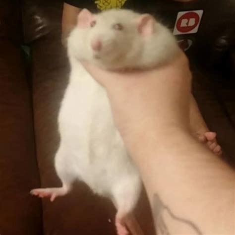 Grabbing a fat rat Meme Generator