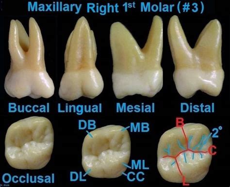 151 best images about Dental Anatomy on Pinterest | Human tongue, Sleep ...