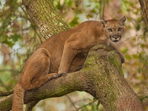 Planned roads could imperil Florida’s panthers—and last remaining wilderness | Key Biscayne ...