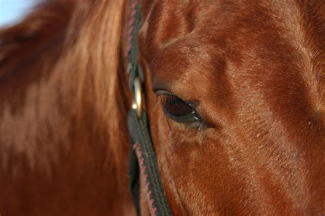 Photos gratuites de Oeil de cheval - FreeImages.com