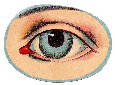 Anatomy Of A Human Eye