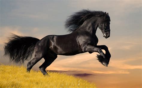 HD Animals Wallpapers: Beautiful Wild Horses