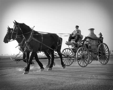 History of the Percheron Horse | Percheron horses, Horses, Horse breeds