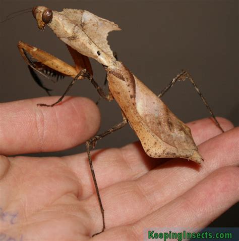 Dead Leaf Mantis – Keeping Insects