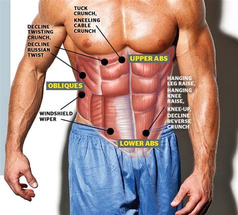 Meet Your Muscles: Abdominal Muscles Anatomy • Bodybuilding Wizard