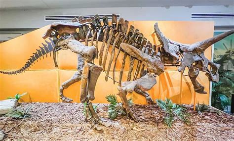 The Palm Beach Museum of Natural History - Up To 55% Off - Wellington, FL | Groupon