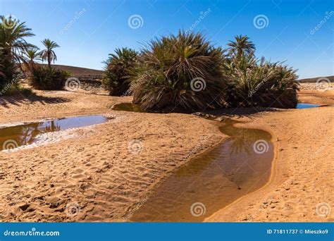 Oasis In Sahara Desert Royalty-Free Stock Image | CartoonDealer.com #65225080