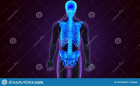 Human Skeleton System Axial Skeletal Anatomy 3D Illustration Stock Illustration - Illustration ...