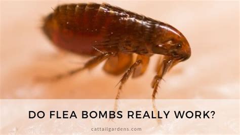 The Best Places To Buy Flea Bombs For Your Home – WaterWoodeState