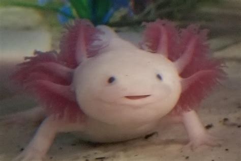 The cutest axolotl ever ☺ : r/axolotls