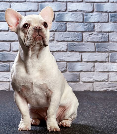 Everything You Need to Know About Brachycephalic Dogs - PetsGuided