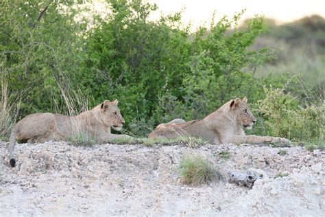 Wildlife, Mosetlha, Madikwe Game Reserve, South Africa | Flickr