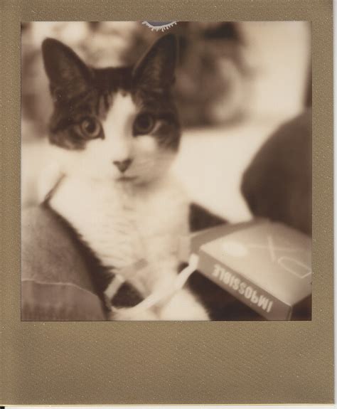 Maggie fights the film box | Polaroid SLR680SE (Impossible m… | Flickr