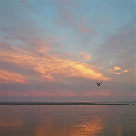 Seagull In Flight At Sunset by Joseph Shields