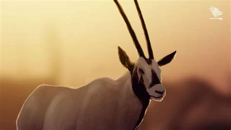 The Most Endangered Animals in Saudi Arabia | Saudi Scoop