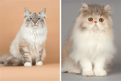 Persian VS Siberian Cat: Differences And Similarities • Kritter Kommunity