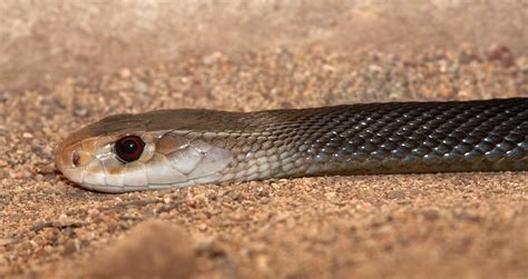 Coastal taipan - Australian Geographic