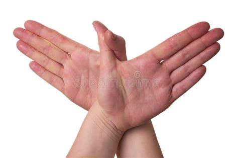 Hands bird stock image. Image of isolated, white, hand - 17739551